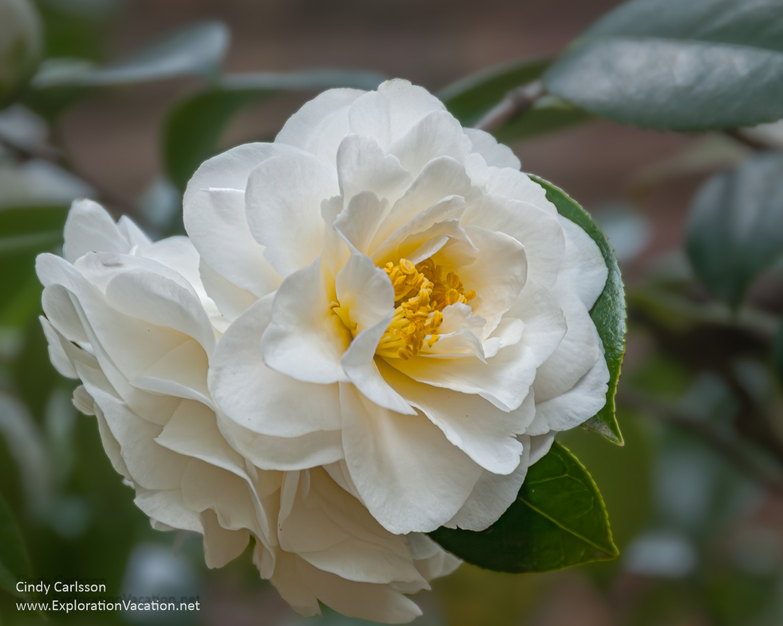 A white camellia.