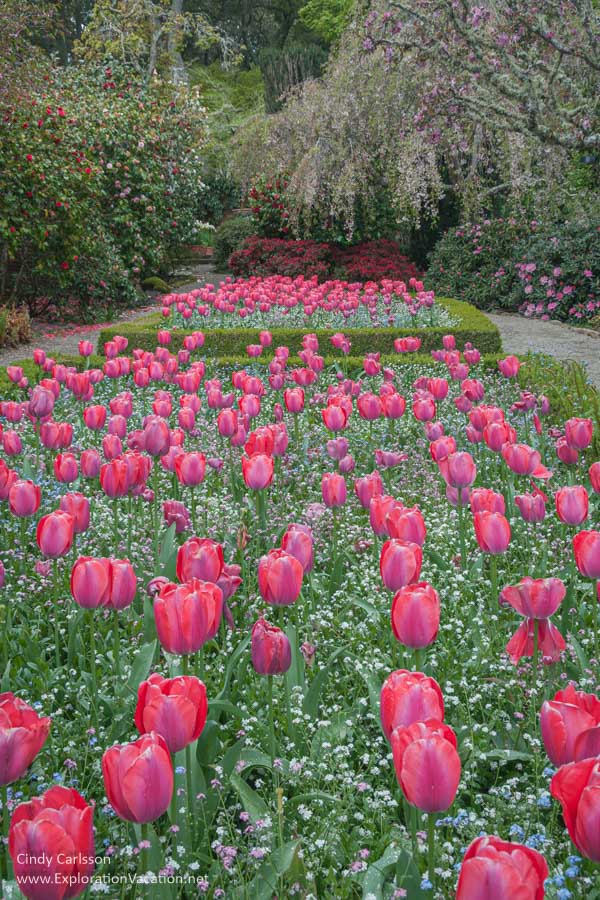 Tulips and flowering trees in bloom.