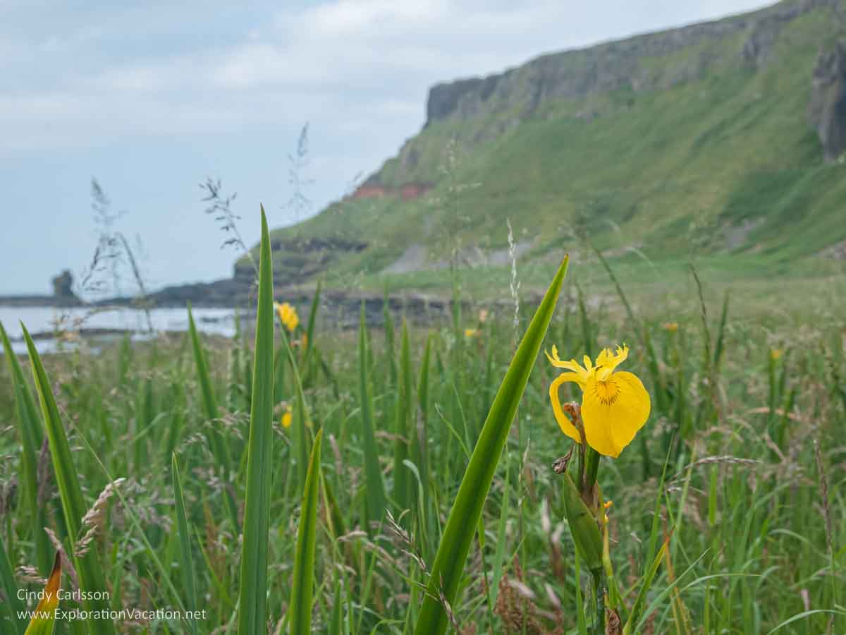 photo of a yellow iris along the coastline at the Giant's Causeway UNESCO World Heritage site in Northern Ireland &copy; Cindy Carlsson - ExplorationVacation.net