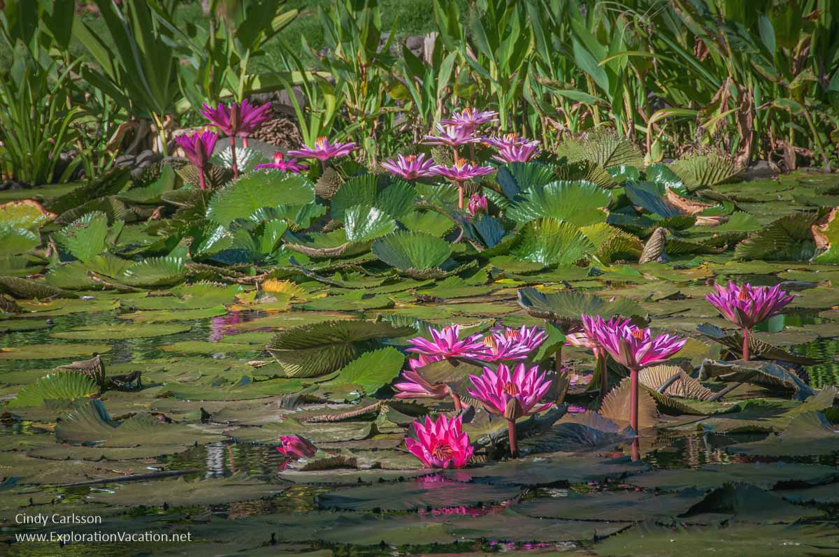 photo of pink waterlilies in the garden at the Royal Tahitian Hotel in Papeete, Tahiti in French Polynesia © Cindy Carlsson at ExplorationVacation.net
