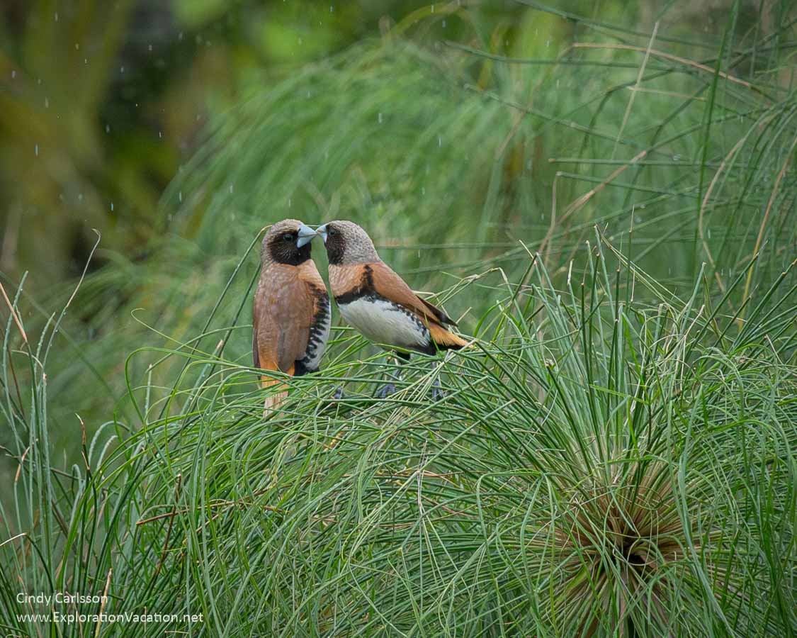 Two male chestnut-breasted mannikins (or munia or bully birds) pulling nesting material from a papyrus plant.