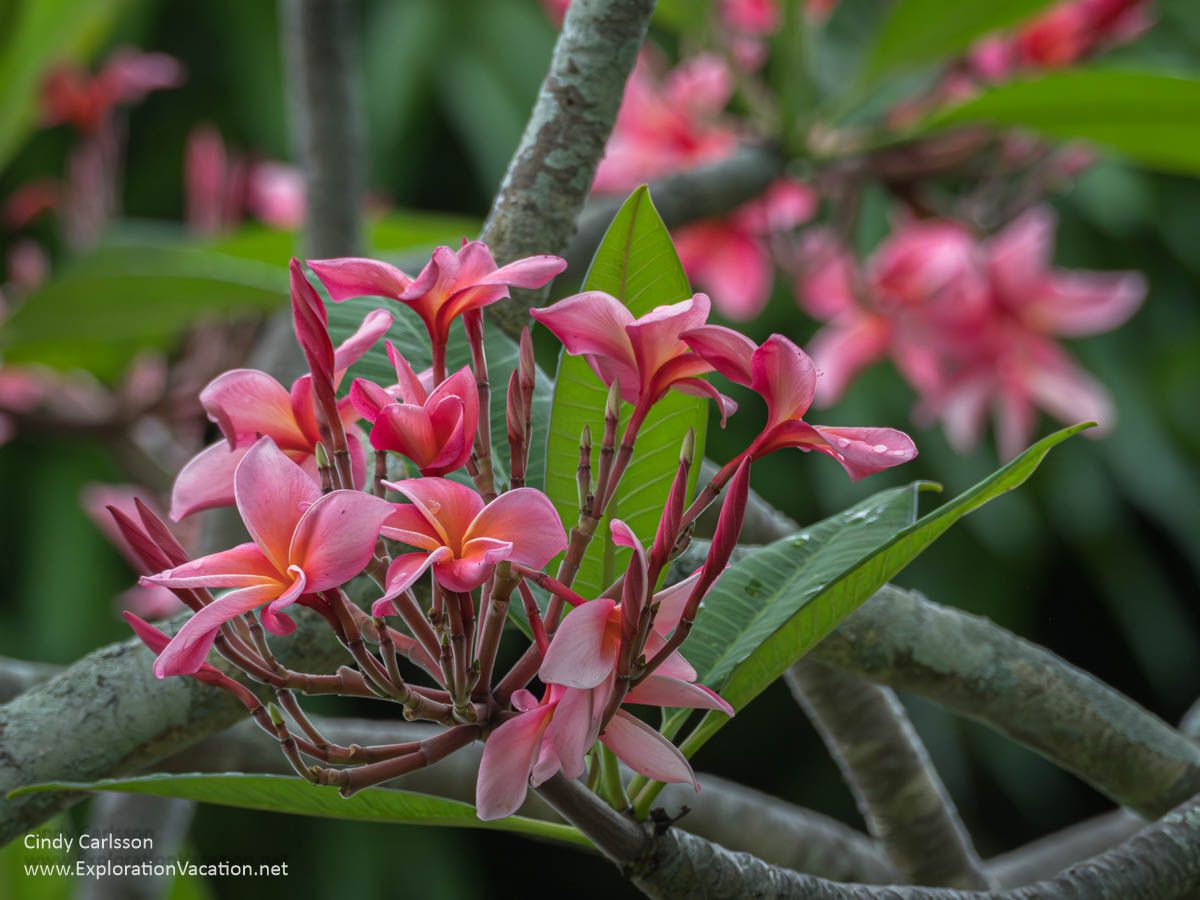 Rote Frangipani / Plumeria Rubra