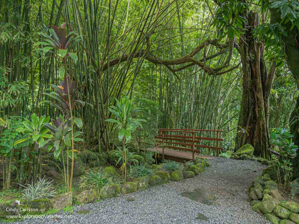 photo of a path through a forest at the Fa'aruma'i waterfalls on Tahiti, French Polynesia &copy; Cindy Carlsson at ExplorationVacation