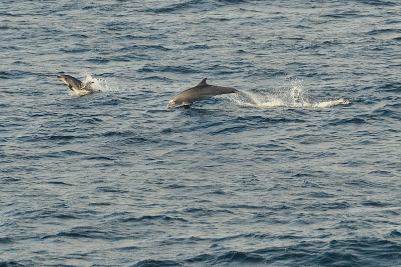 photo of a leaping dolphin