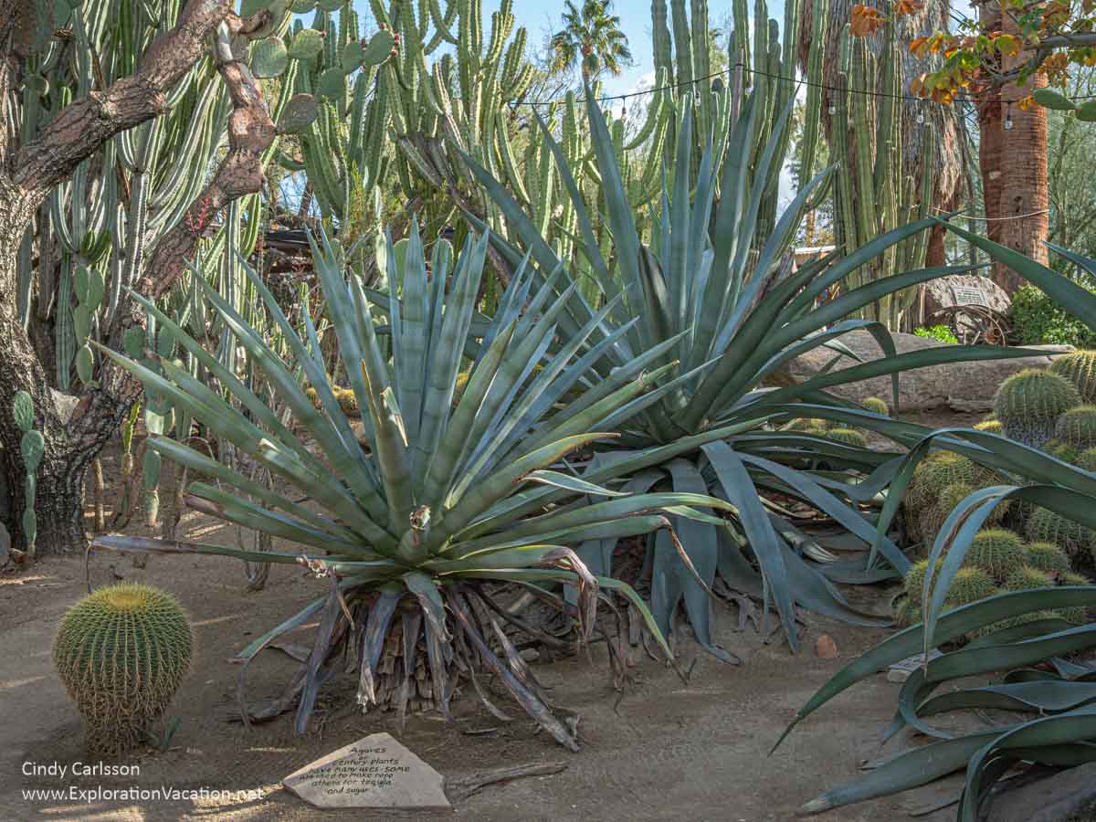 Agave plants in a shady part of the garden.