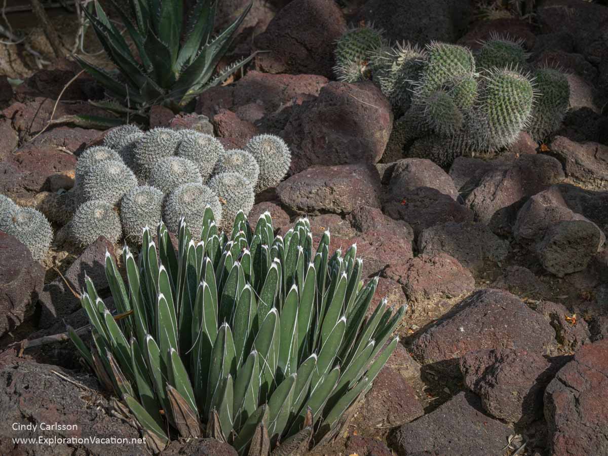 Small succulents and cacti growing amid rocks.