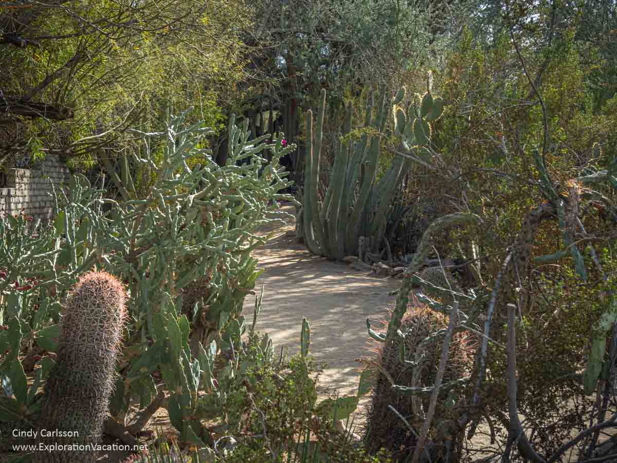 A partially shaded path through a cactus garden.