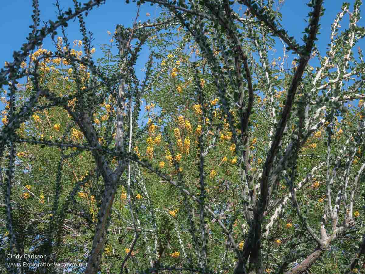Yellow flowers on trees framed by ocotillo branches on a sunny day. 