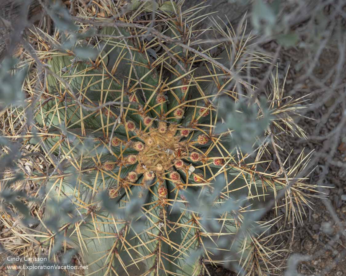 Photo looking down at the top of a cactus at Moorten Botanical Garden in Palm Springs, California. (Photo &copy; Cindy Carlsson at ExplorationVacation.net)