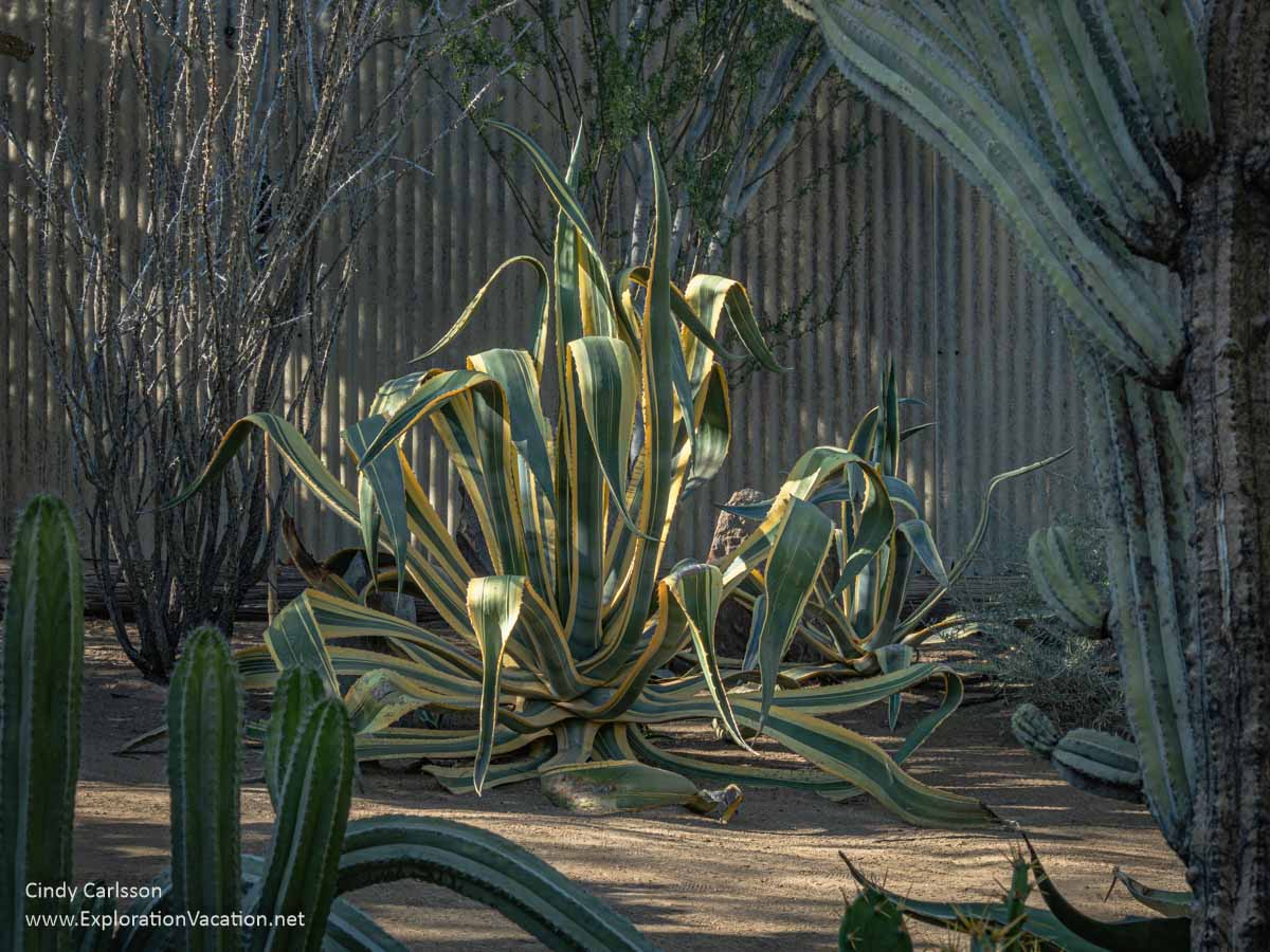 A large green and yellow striped succulent in front of a corrugated steel wall.