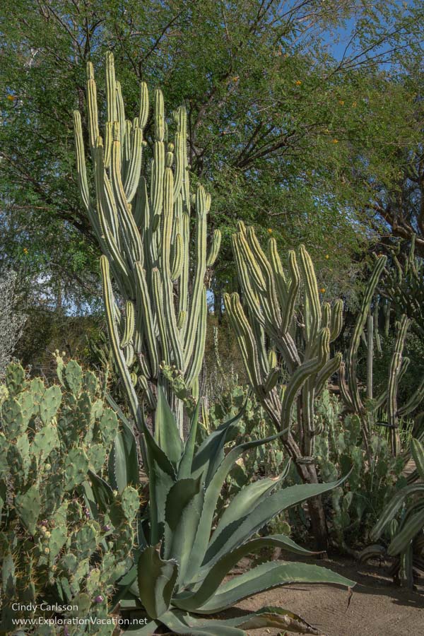 Towering cacti and other desert plants along a path through the garden.