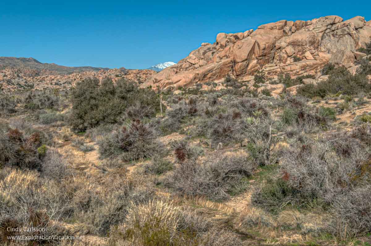southwestern desert landscape