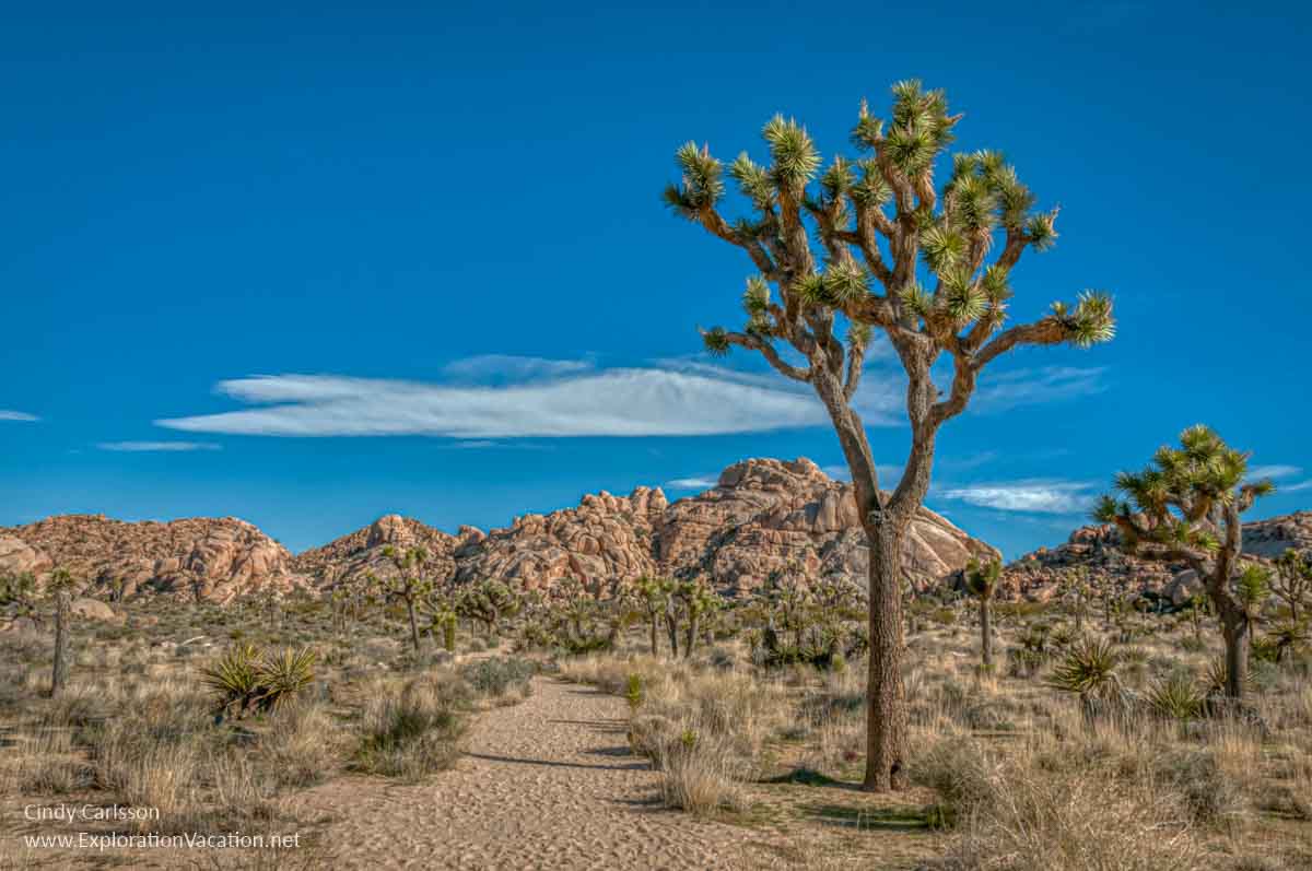 trail past a Joshua tree with distant boulders