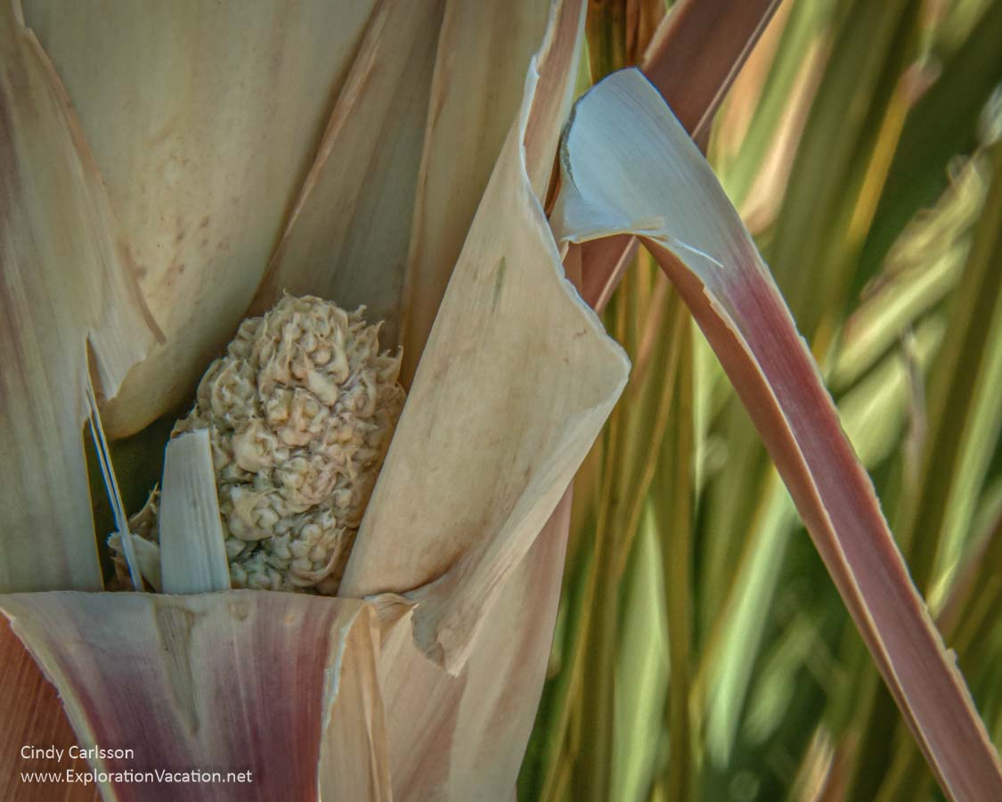 yucca bud