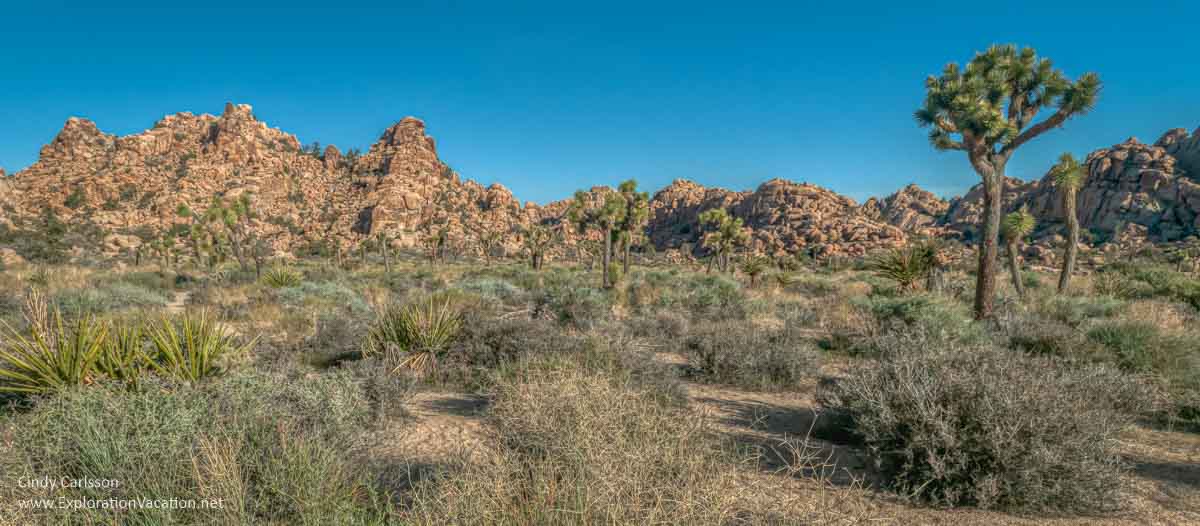 desert landscape with Joshua trees