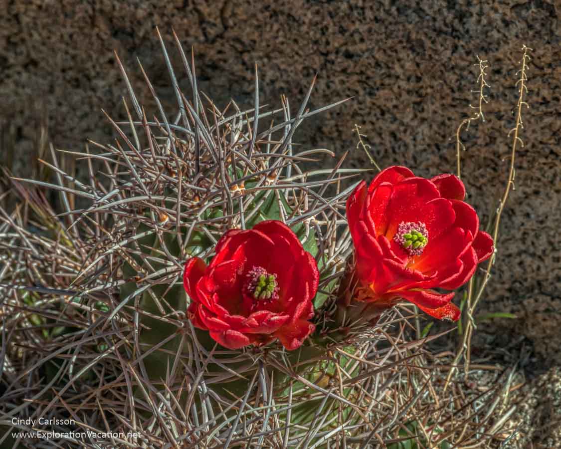 cactus blossoms in Hidden Valley