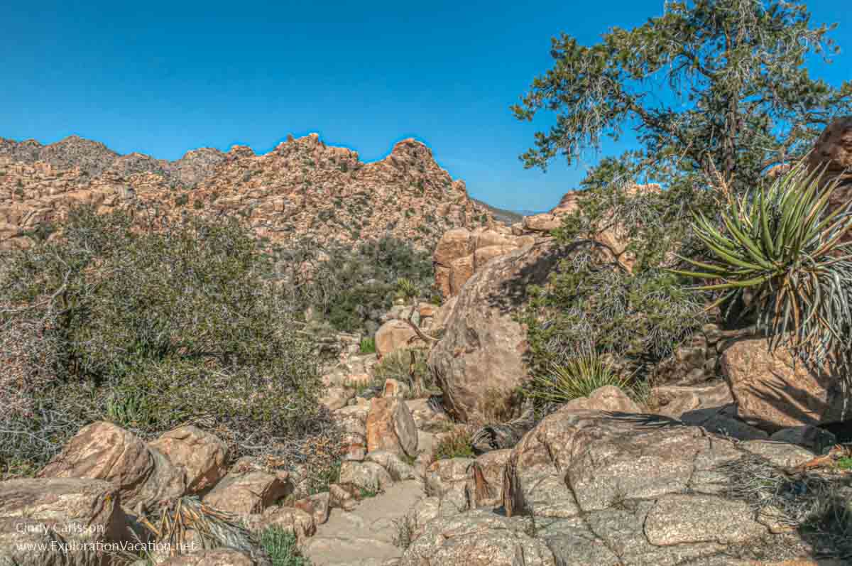 desert landscape in Joshua Tree National Park