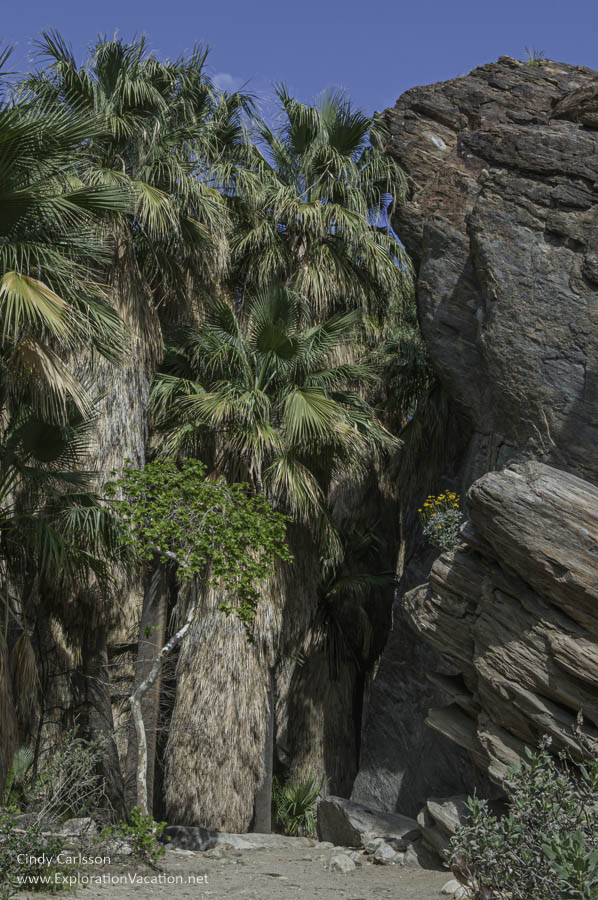 The Tahquitz Canyon trail leads to a picturesque waterfall right outside Palm Springs on the land of the Agua Caliente Band of Cahuilla Indians. (Photo &copy; Cindy Carlsson at ExplorationVacation.net)