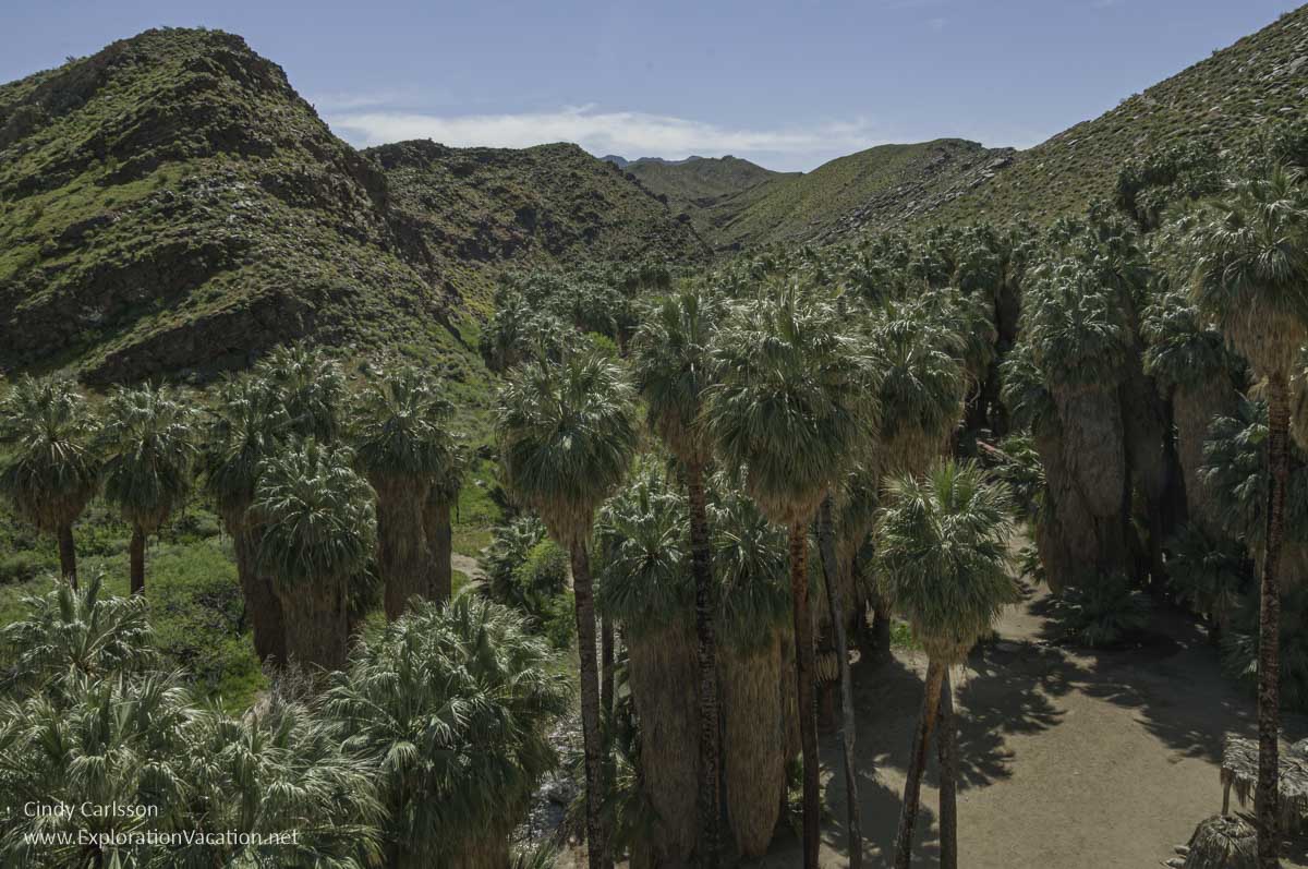 Photo from an Indian Canyons hike on the land of the Agua Caliente Band of Cahuilla Indians in Palm Springs, California. (Photo &copy; Cindy Carlsson at ExplorationVacation.net)