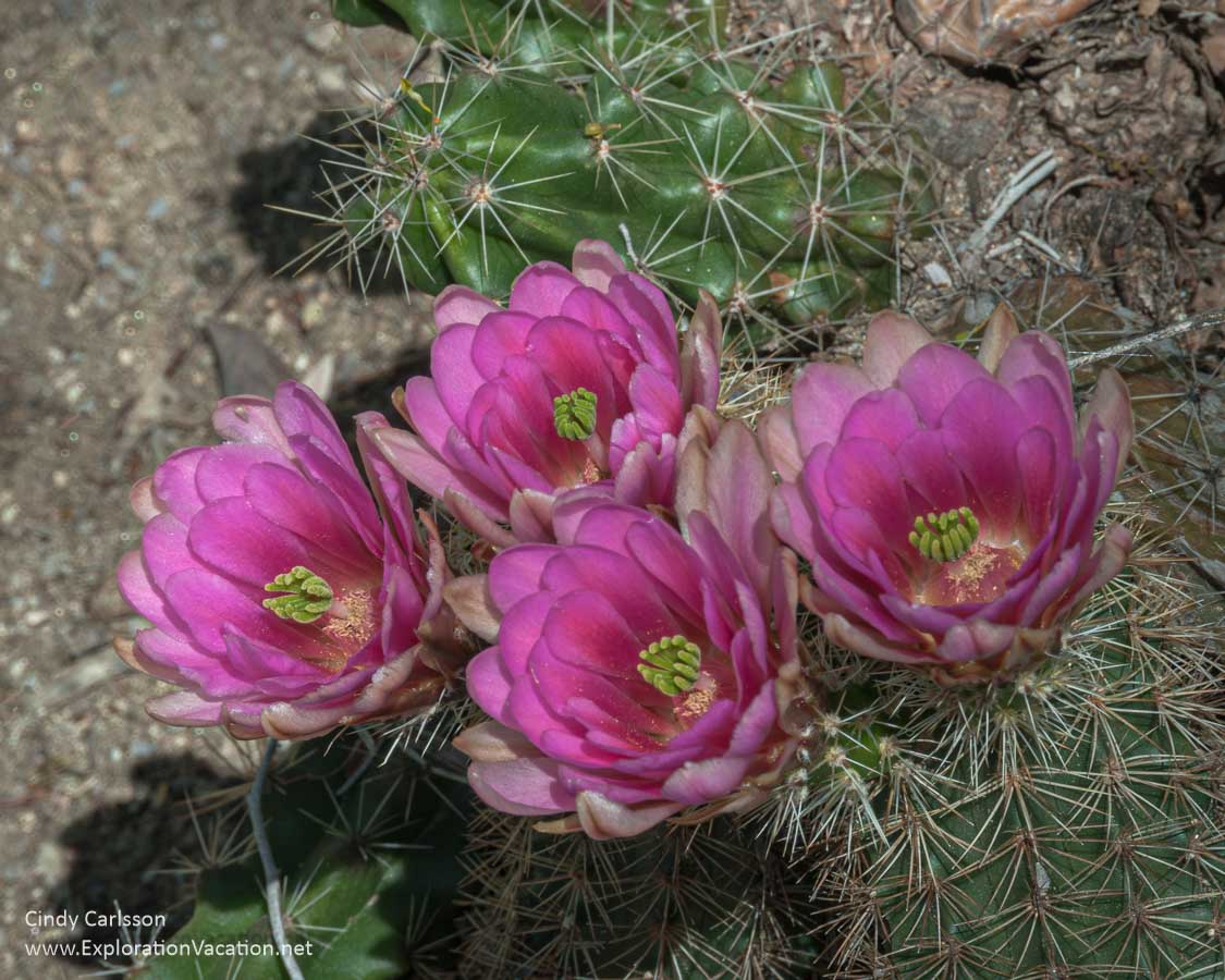 Bright pink cactus flowers (maybe a hedgehog cactus).