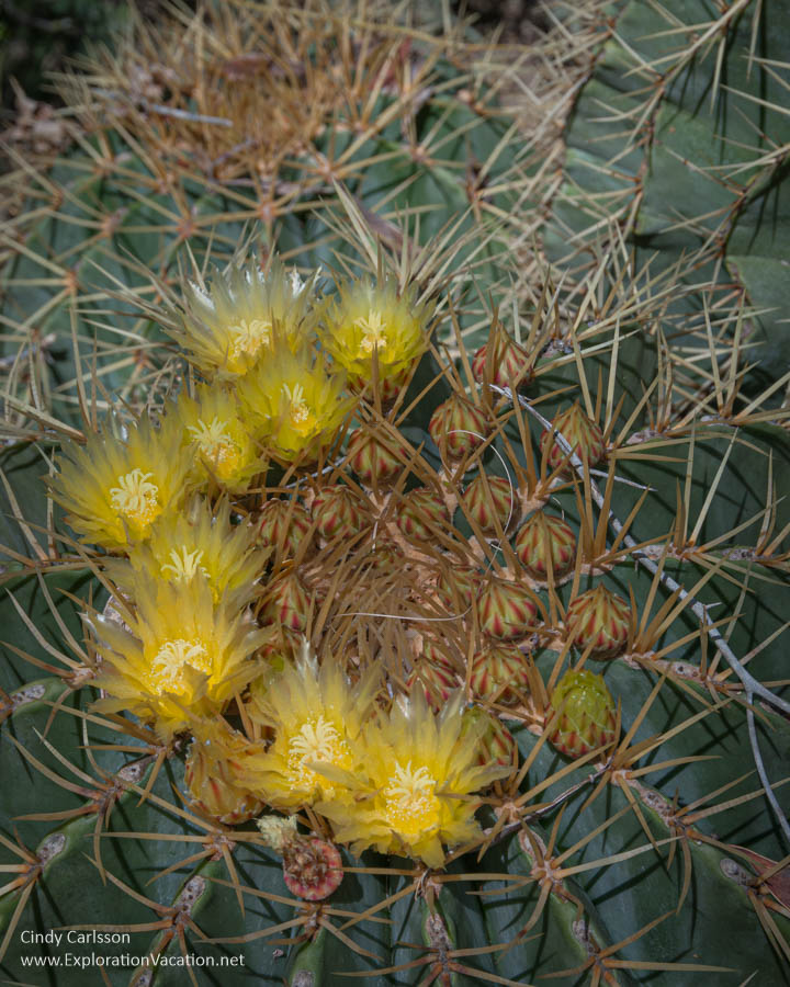 Tiny yellow cactus flowers on a barrel cactus.