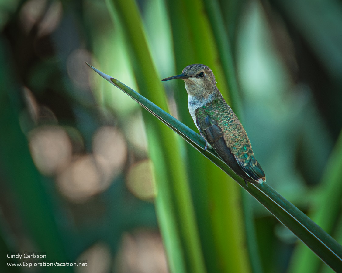 A hummingbird resting on a spiky leaf. 