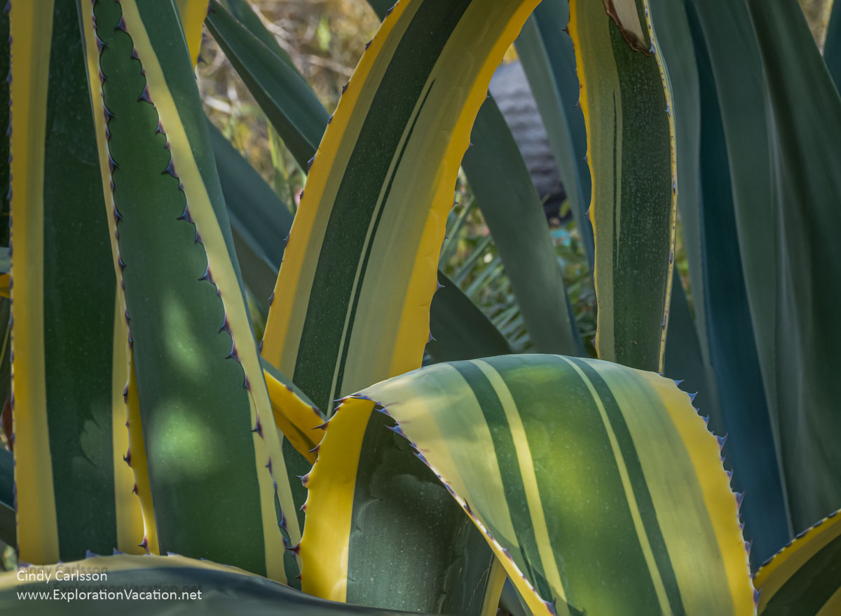 Close-up of a large green and yellow striped succulent.