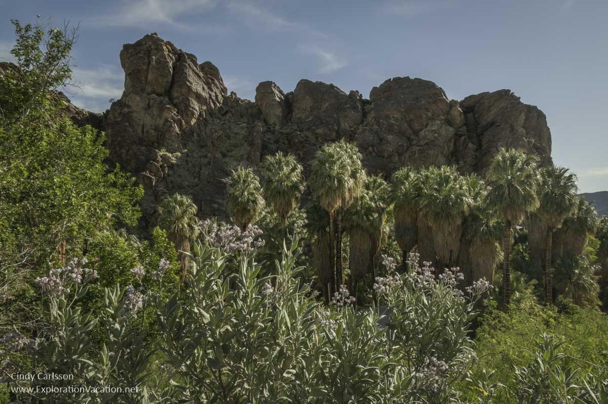 Photo from an Indian Canyons hike on the lands of Agua Caliente Band of Cahuilla Indians in Palm Springs, California. (Photo &copy; Cindy Carlsson at ExplorationVacation.net)