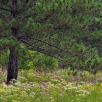 pines and flowers