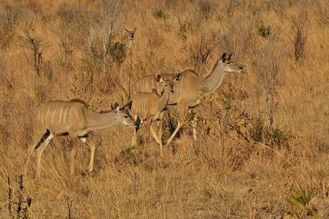 Kudu in south Africa's Kruger National Park - ExplorationVacation.net