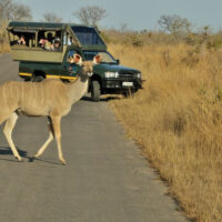 Kudu on the road in south Africa's Kruger National Park - ExplorationVacation.net
