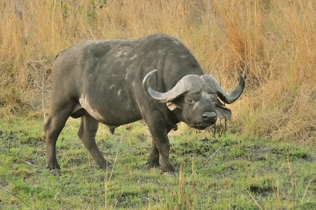 Cape Buffalo in south Africa's Kruger National Park - ExplorationVacation.net