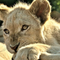 White lion cub in the Johannesburg, South Africa, Lion Park - ExplorationVacation.net