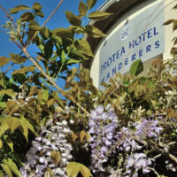 Wisteria at the Protea Hotel Wanderers in Johannesburg, South Africa - ExplorationVacation.net