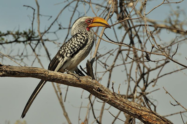 Yellow-billed hornbill in south Africa's Kruger National Park - ExplorationVacation.net
