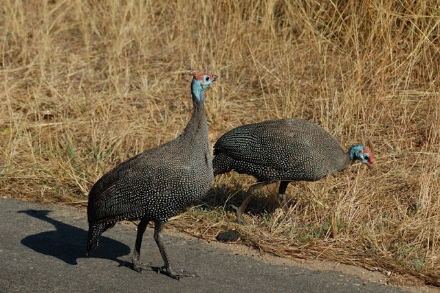 Helmeted guineafowl in South Africa's Kruger National Park - ExplorationVacation.net