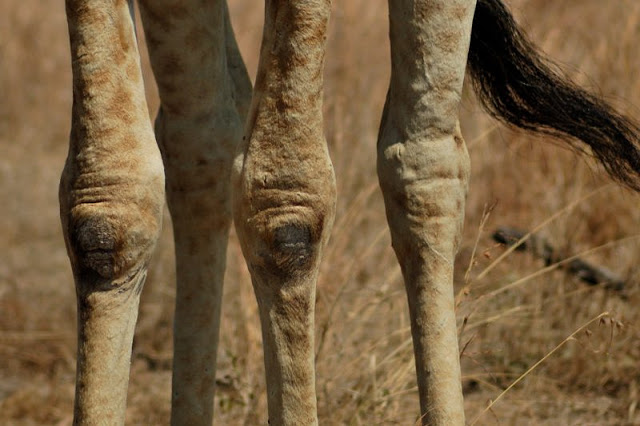 Giraffe knees in South Africa's Kruger National Park - ExplorationVacation.net