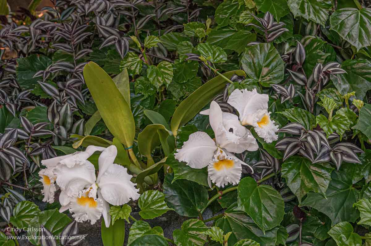 photo of white cattleya orchid at the Denver Botanic Garden in Colorado 