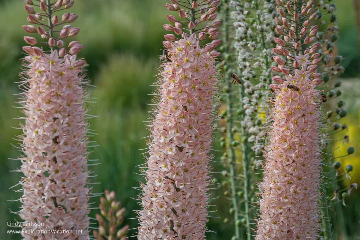 photo of pink flowers at the Denver Botanic Garden in Colorado