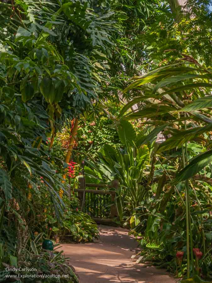 photo inside the tropical conservatory at the Denver Botanic Garden in Colorado 