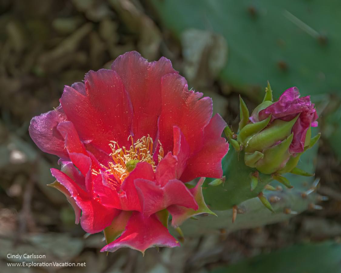 photo of a bright red cactus flower in full bloom at the Denver Botanic Garden in Colorado 
