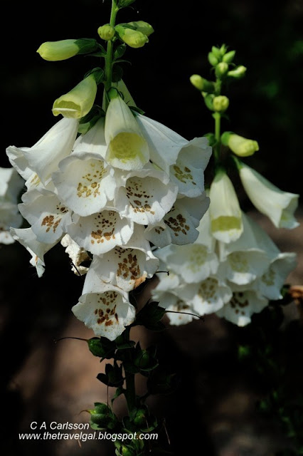 close-up of white floxglove flowers