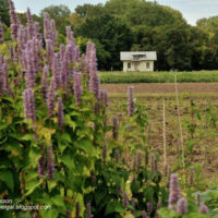 University of Minnesota flower and vegetable test garden, St Paul campus - ExplorationVacation.