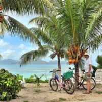 bikes under palm trees on beach