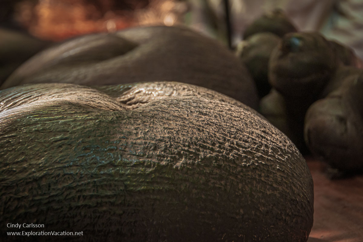 Photo of coco de mer (coconut of th sea) nuts in the Vallee de Mai UNESCO World Heritage Site on Praslin Island in the Seychelles. (Photo © Cindy Carlsson on ExplorationVacation.net)
