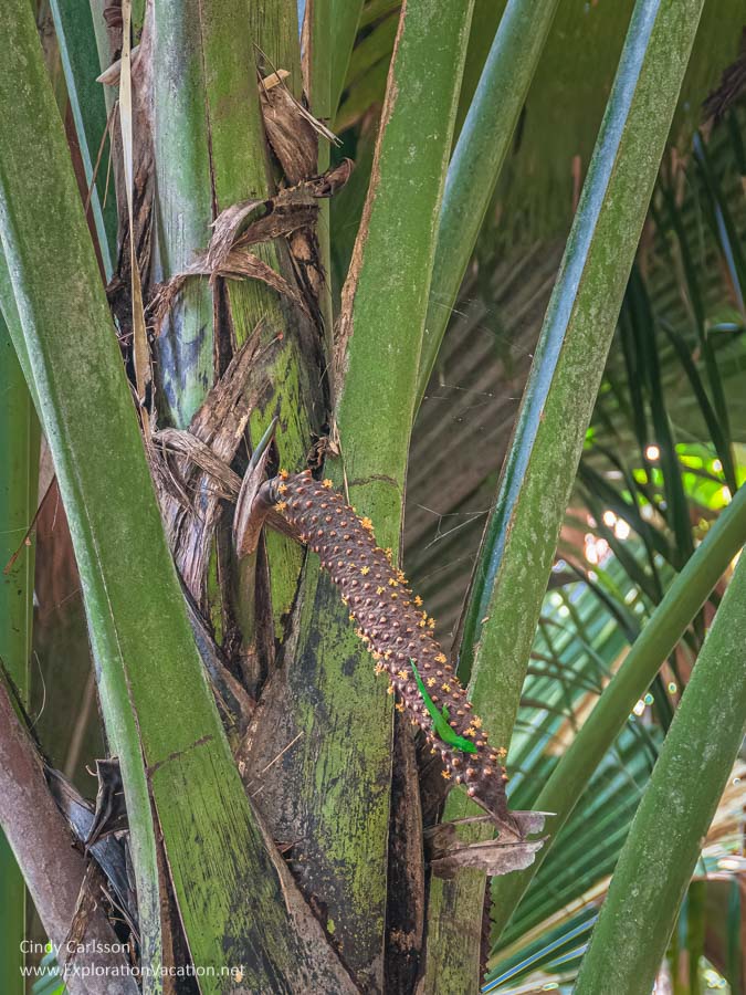 Photo of a catkin on a male Lodoicea maldivica (coco de mer or coconut of the sea) with an endemic gecko in the Vallée de Mai Nature Reserve UNESCO World Heritage Site in Praslin National Park in the Seychelles. (Photo © Cindy Carlsson on ExplorationVacation.net)