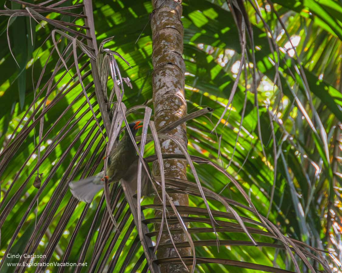Photo of a bulbul in the Vallée de Mai Nature Reserve UNESCO World Heritage Site in Praslin National Park in the Seychelles. (Photo © Cindy Carlsson on ExplorationVacation.net)