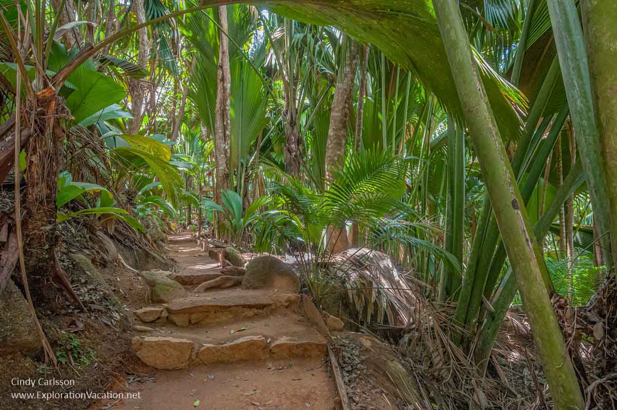 Photo of a stepped path in a palm forest n the Vallée de Mai Nature Reserve UNESCO World Heritage Site in Praslin National Park in the Seychelles. (Photo © Cindy Carlsson on ExplorationVacation.net)