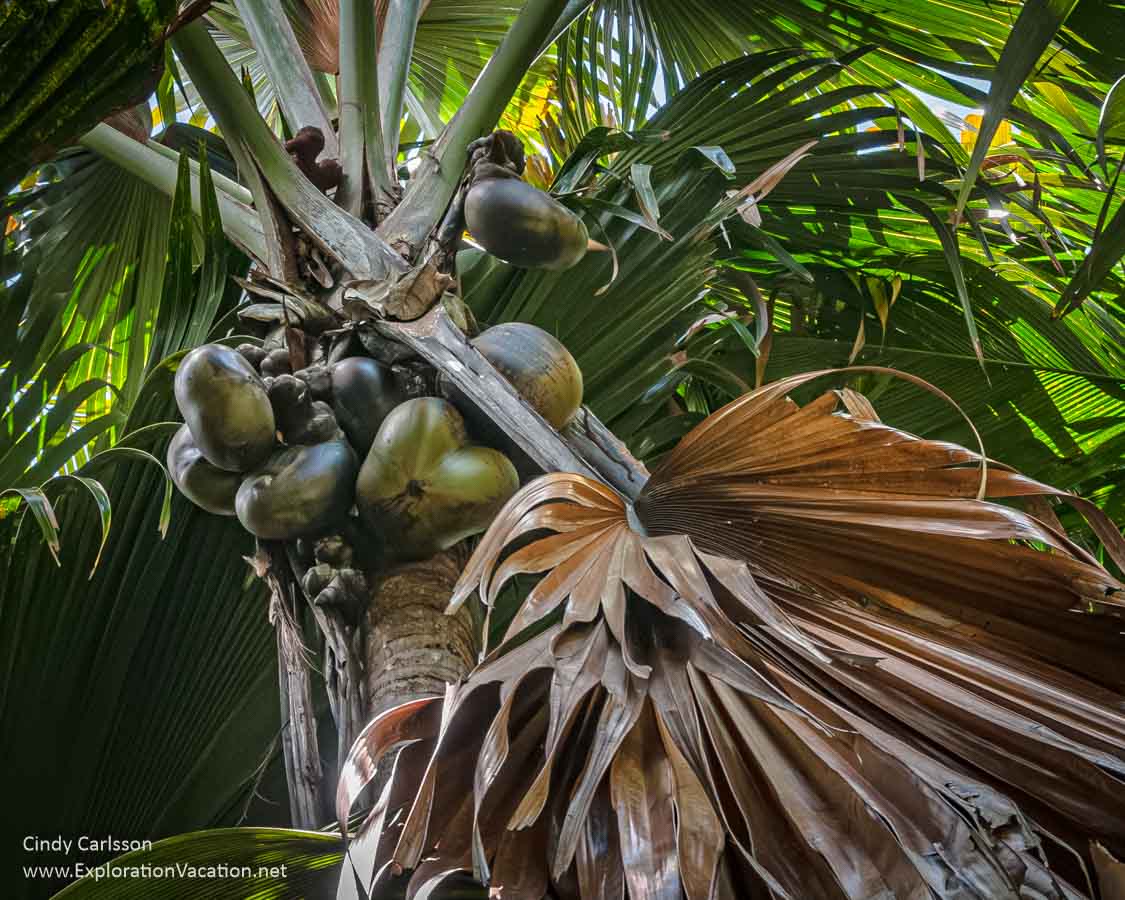 Photo of a female Lodoicea maldivica (coco de mer or coconut of the sea) with fruit in the Vallée de Mai Nature Reserve UNESCO World Heritage Site in Praslin National Park in the Seychelles. (Photo © Cindy Carlsson on ExplorationVacation.net)