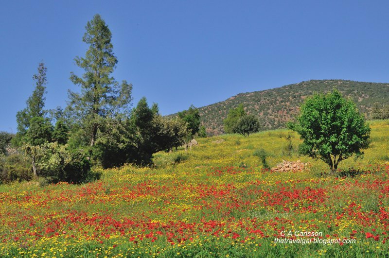 Hillside with poppies